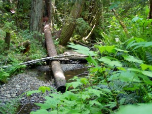 kass creek restoration project
