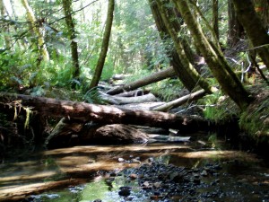 kass creek project