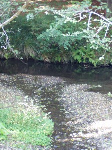kass creek restoration project