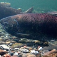 Annual Eel River Recovery Project