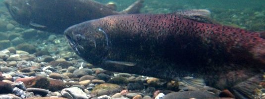 Annual Eel River Recovery Project