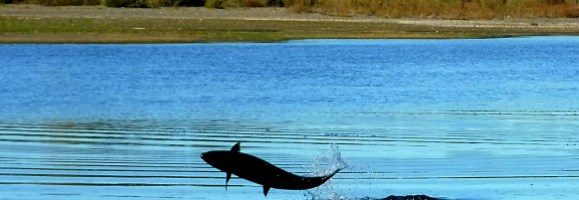 Eel River Recovery Project Tracks 2016-2017 Fall Chinook Run