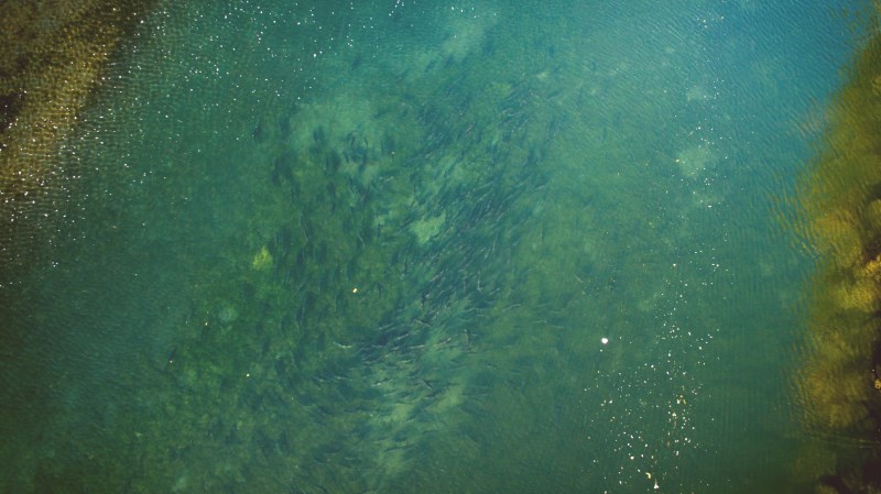 Several hundred Chinook salmon milling in a lower Eel River pool. Photo courtesy Jason Hartwick.
