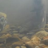 Eel Recovery Project’s latest Video