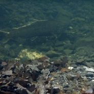 Chinook Salmon Spawning • Middle Fork Eel River Tributary