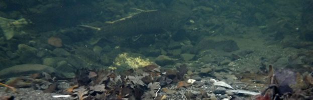 Chinook Salmon Spawning • Middle Fork Eel River Tributary