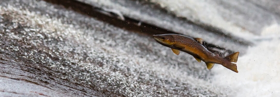 Salmon Return to Washington’s Elwha River for the First Time in 102 Years