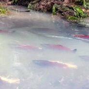 Record 30,000 Endangered Central California Coast Coho Salmon Return to Mendocino Coast Rivers
