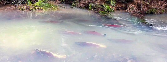 Record 30,000 Endangered Central California Coast Coho Salmon Return to Mendocino Coast Rivers