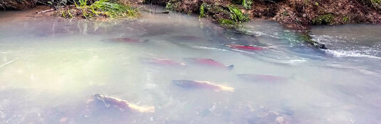 Record 30,000 Endangered Central California Coast Coho Salmon Return to Mendocino Coast Rivers