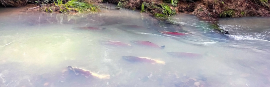 Record 30,000 Endangered Central California Coast Coho Salmon Return to Mendocino Coast Rivers